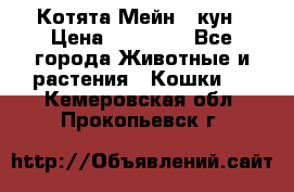 Котята Мейн - кун › Цена ­ 19 000 - Все города Животные и растения » Кошки   . Кемеровская обл.,Прокопьевск г.